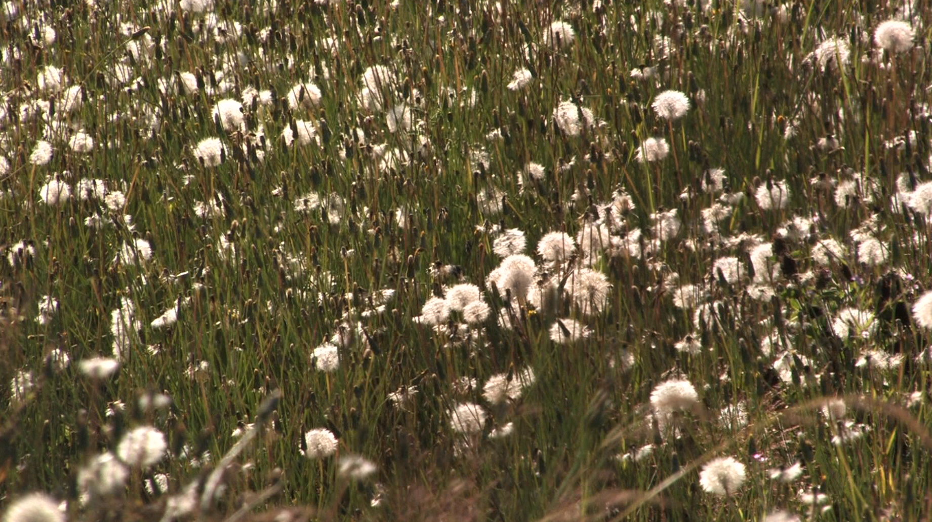 A Field of Dandelions at Little Mountain