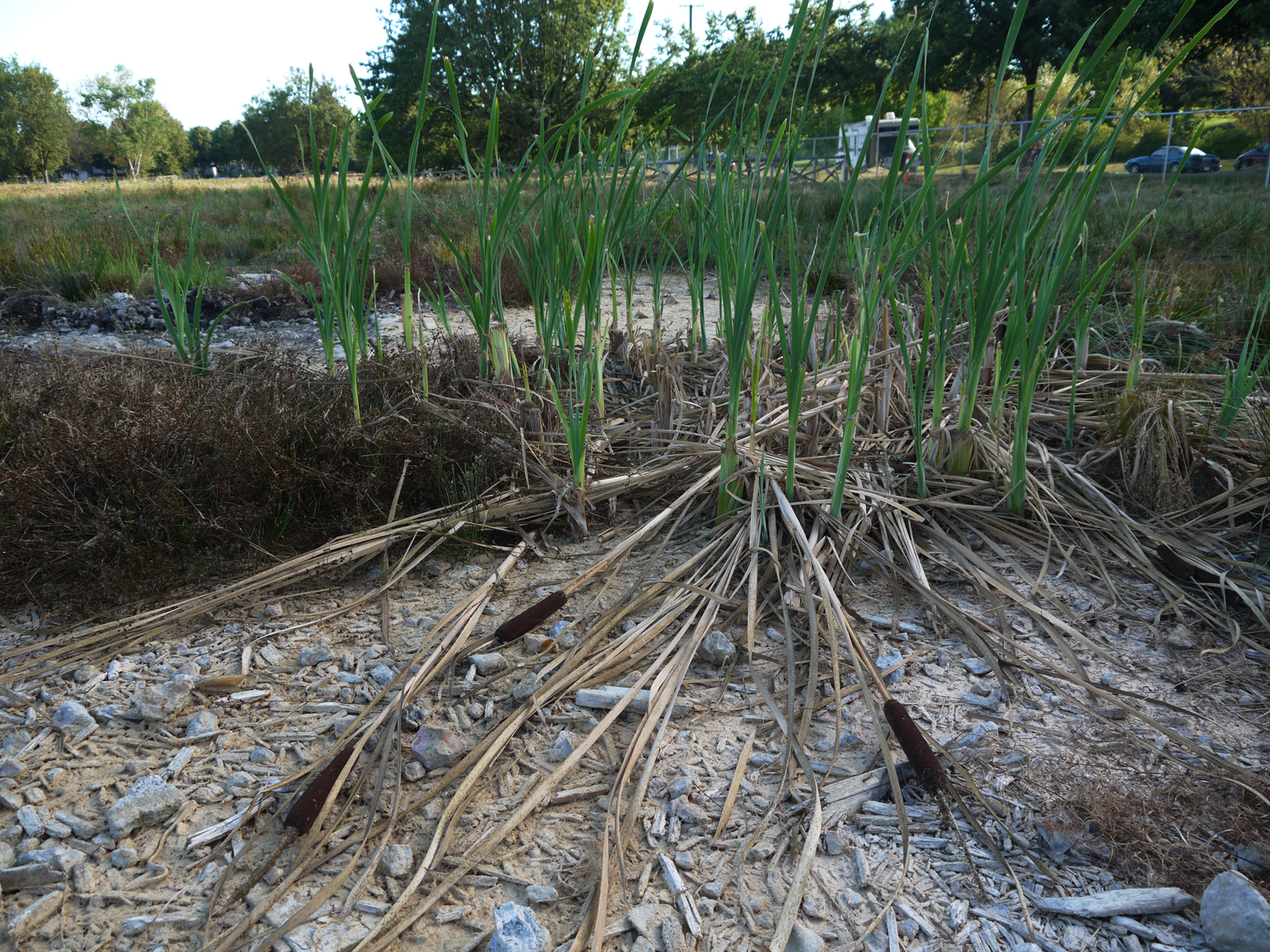 Bulrushes at Little Mountain push back up after meeting BC Housing's machete.